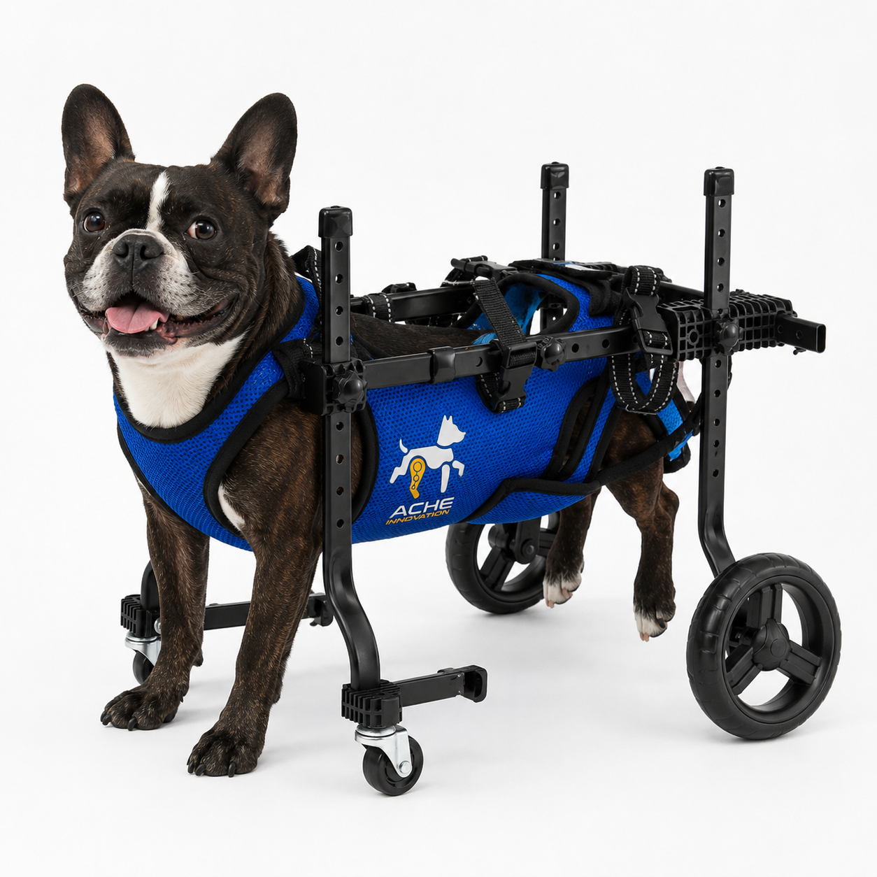 Perro con carro ortopédico doble rueda