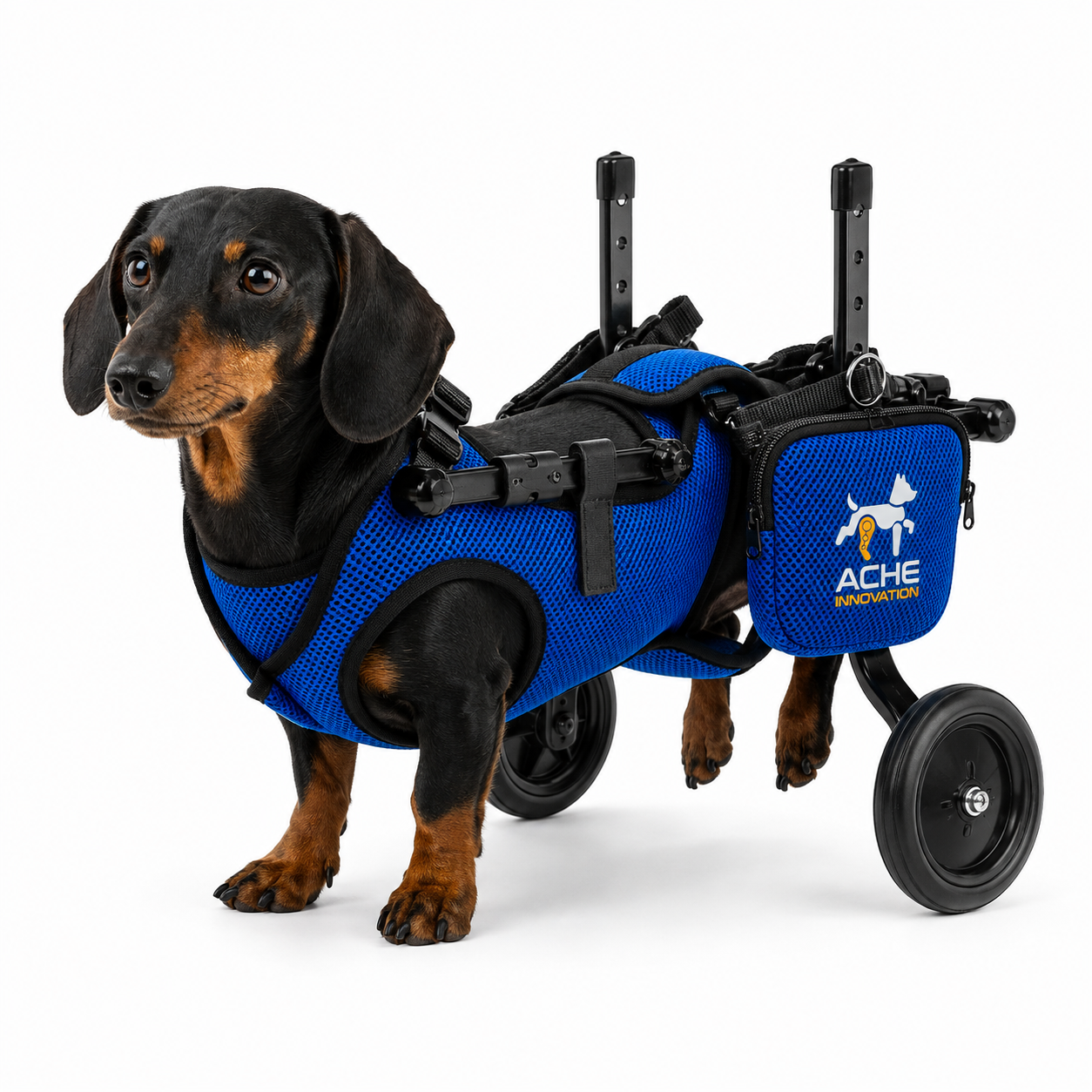 Perro con silla de ruedas ajustable